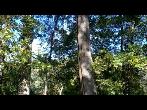 Hrastovi u Markovcu. Potez Pljošta.