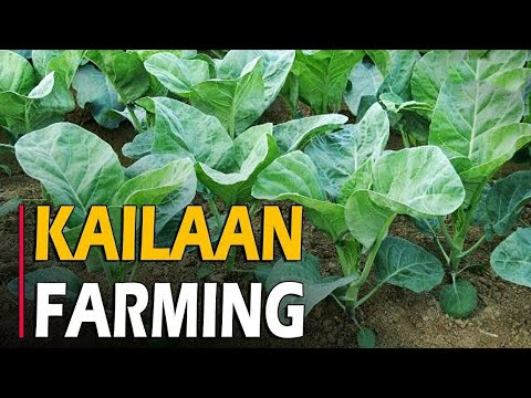 , title : 'איך לגדל Kailaan | Kailan חקלאות / טיפוח'