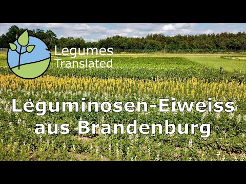 Leguminosen-Eiweiß aus Brandenburg - Versuche zum Anbaupotenzial von Soja und Lupinen im Ökolandbau