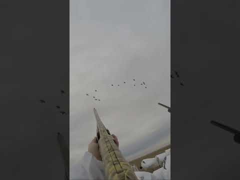 DUCKS DOWN! - Hunting Saskatchewan