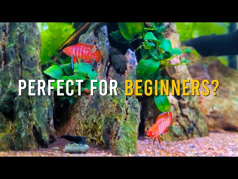 9 Things You SHOULD Know Before Getting Scarlet Badis!