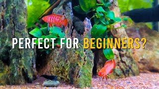 9 Things You SHOULD Know Before Getting Scarlet Badis!