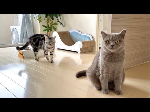 Life With Cats - American Shorthair & British Shorthair #18