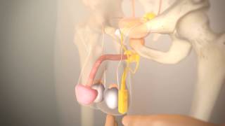 System sztucznego zwieracza cewki moczowej AMS 800™