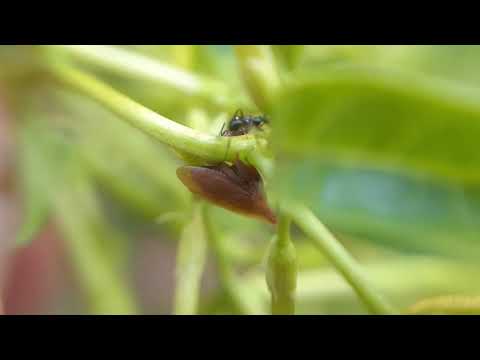 Trophobiosis between Myrmicinae (Formicidae) and Enchenopa sp (Membracidae)