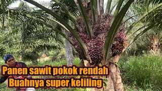 Download lagu Panen sawit pokok rendah || buahnya super keliling mp3