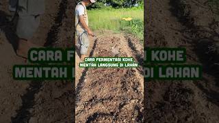 Download lagu HOW TO FERMENT RAW COHE DIRECTLY IN THE FIELD mp3