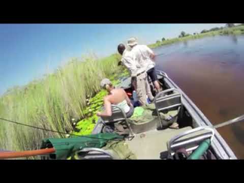Massive Croc swims under boat
