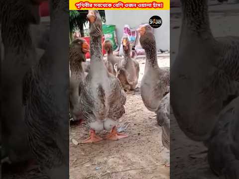 The heaviest duck in the world, weighs 16-18 kg!😱😱#shorts