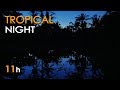 Tropical Night Jungle Lake Sounds For Sleeping Frogs Crickets 11 Hours Relaxing Nature