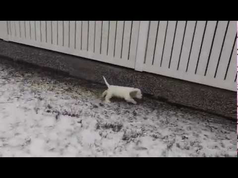 GirlPurpleDarkPurpleCollar 7,5weeks a