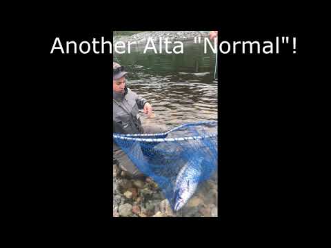 Wild Alta Salmon Battle Leaves Fishermen Speechless