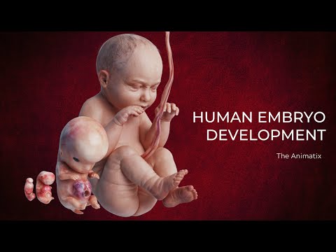 Human Embryo Development 3D Animation