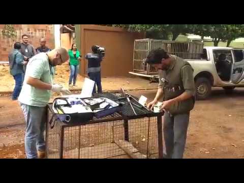 Últimas Notícias em Dourados MS - Técnicos do Imasul prepara sedativos para onça parda