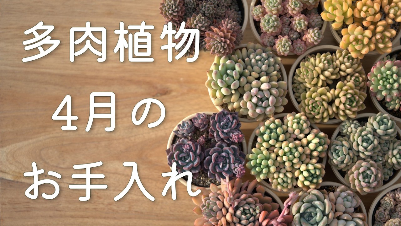 #656【大切なポイントたくさん】置き場所・水やり・植え替え・他にもいろいろ。ふっくら可愛い季節です。