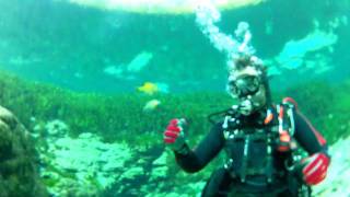preview picture of video 'Alexander Springs - iDive Florida.mpg'