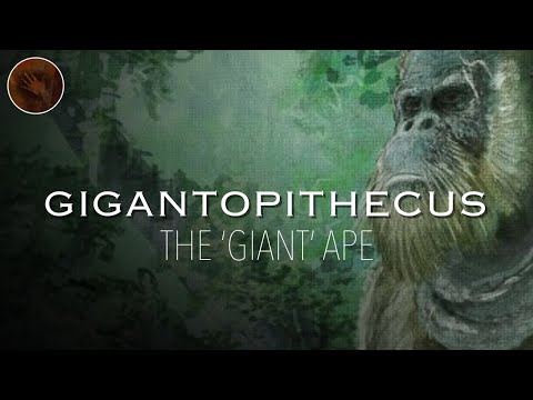 Gigantopithecus: The Largest Ape that Ever Existed | Prehistoric Humans Documentary