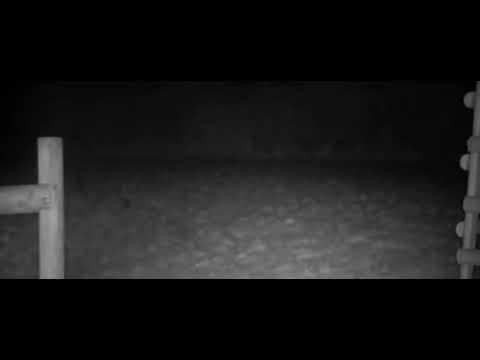 Rural Vixen female fox screaming at night.