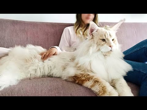 The BIGGEST CAT BREEDS In The World