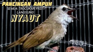 Download lagu trucukan gacor TARUNG cocok buat PANCINGAN trucukan agar bunyi jadikan burung trucuk GACOR mp3 Download lagu trucukan gacor TARUNG cocok buat PANCINGAN trucukan agar bunyi jadikan burung trucuk GACOR mp3