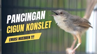 Download lagu PANCINGAN CIBLEK GUNUNG GACOR NGEBREN mp3