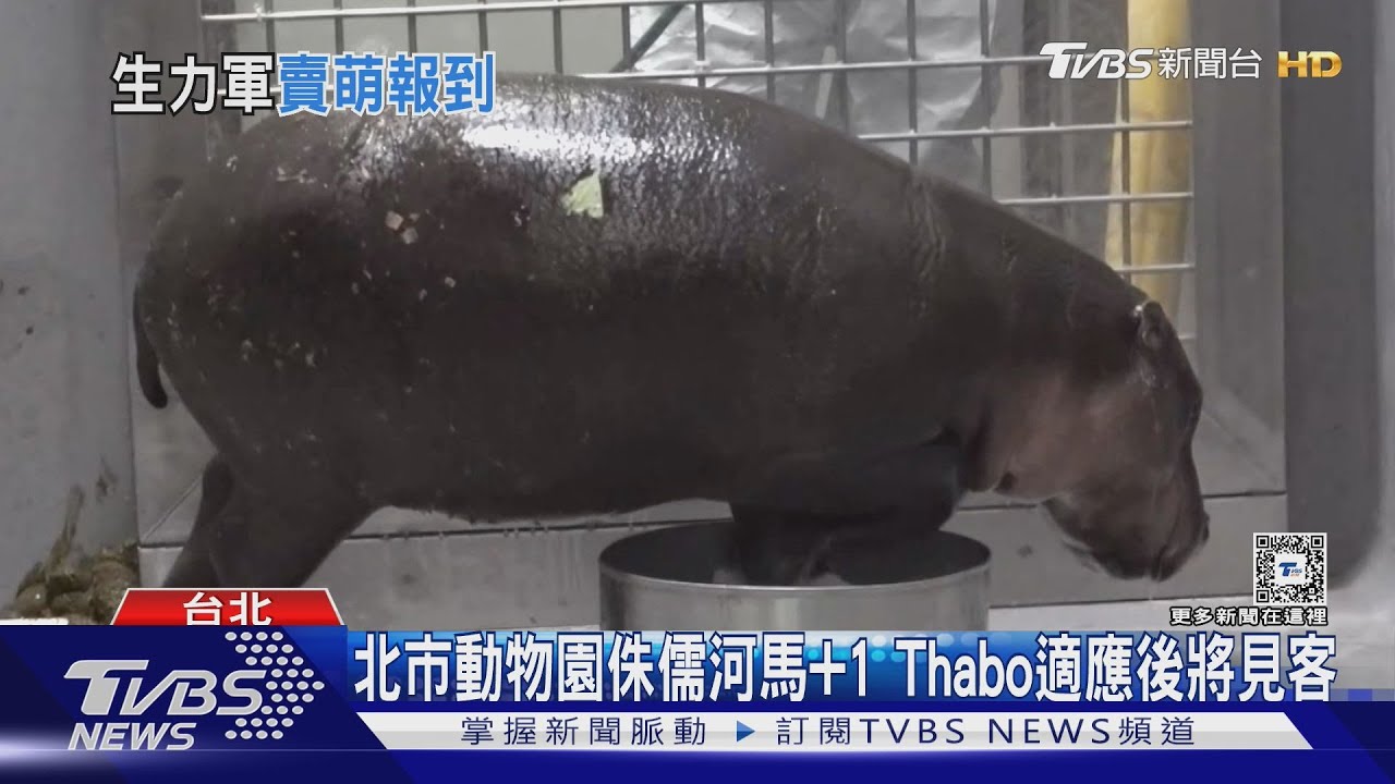 萌翻！　侏儒河馬「Thabo」來了　頭埋水盆狂喝