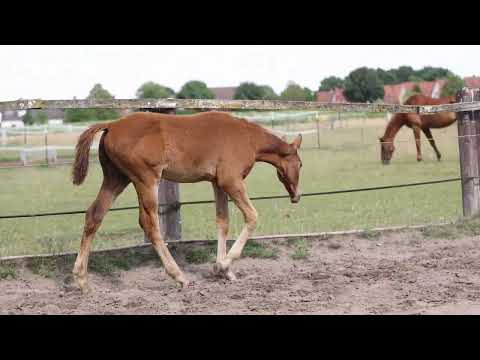Hannoveraner Hengstfohlen von Damaschino x Londonderry x Weltmeyer