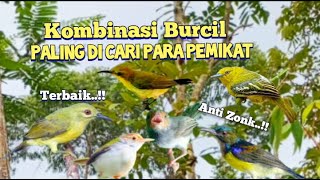 Download lagu Suara Pikat Kombinasi Burcil Terbaik Paling Di Cari mp3 Download lagu Suara Pikat Kombinasi Burcil Terbaik Paling Di Cari mp3