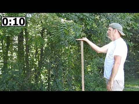 🌳BIOKINESIS🌳Can Humans Communicate with Trees?