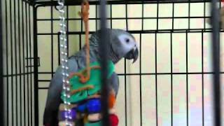 Best talking parrot in the world! Clover knows 350+ words (with subtitles)