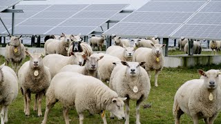 Agrivoltaics: Sheep and Solar Grazing