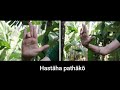 24  basic Mudras in Mohiniyattam with shloka (Hastha Lakshana Deepika). learn Indian dance easily!