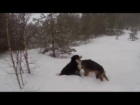 Snow madness. Bernese Mountain Dog and German Shepherd
