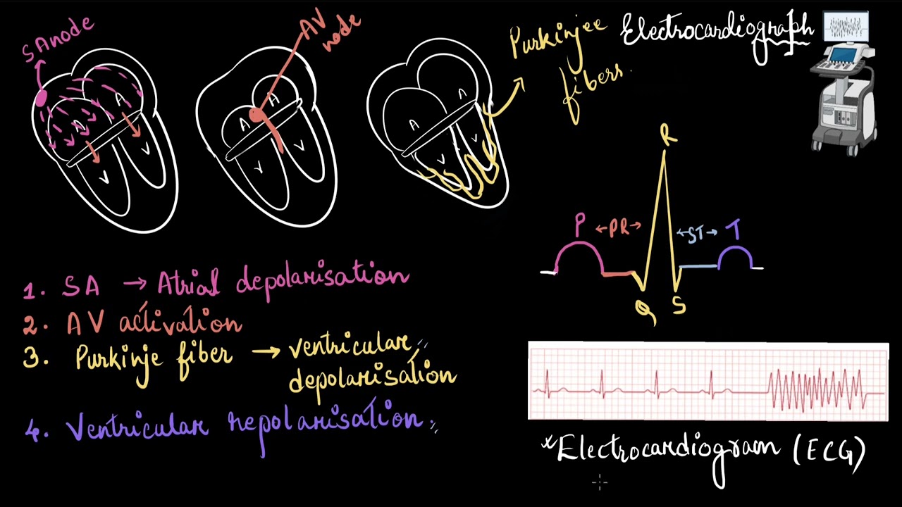 ECG | Body fluids and circulation | Biology | Khan Academy