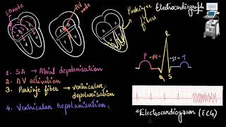 ECG | Body fluids and circulation | Biology | Khan Academy