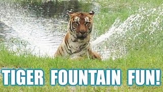 preview picture of video 'Tiger Fountain Fun! The oldest living tiger plays with a sprinkler'