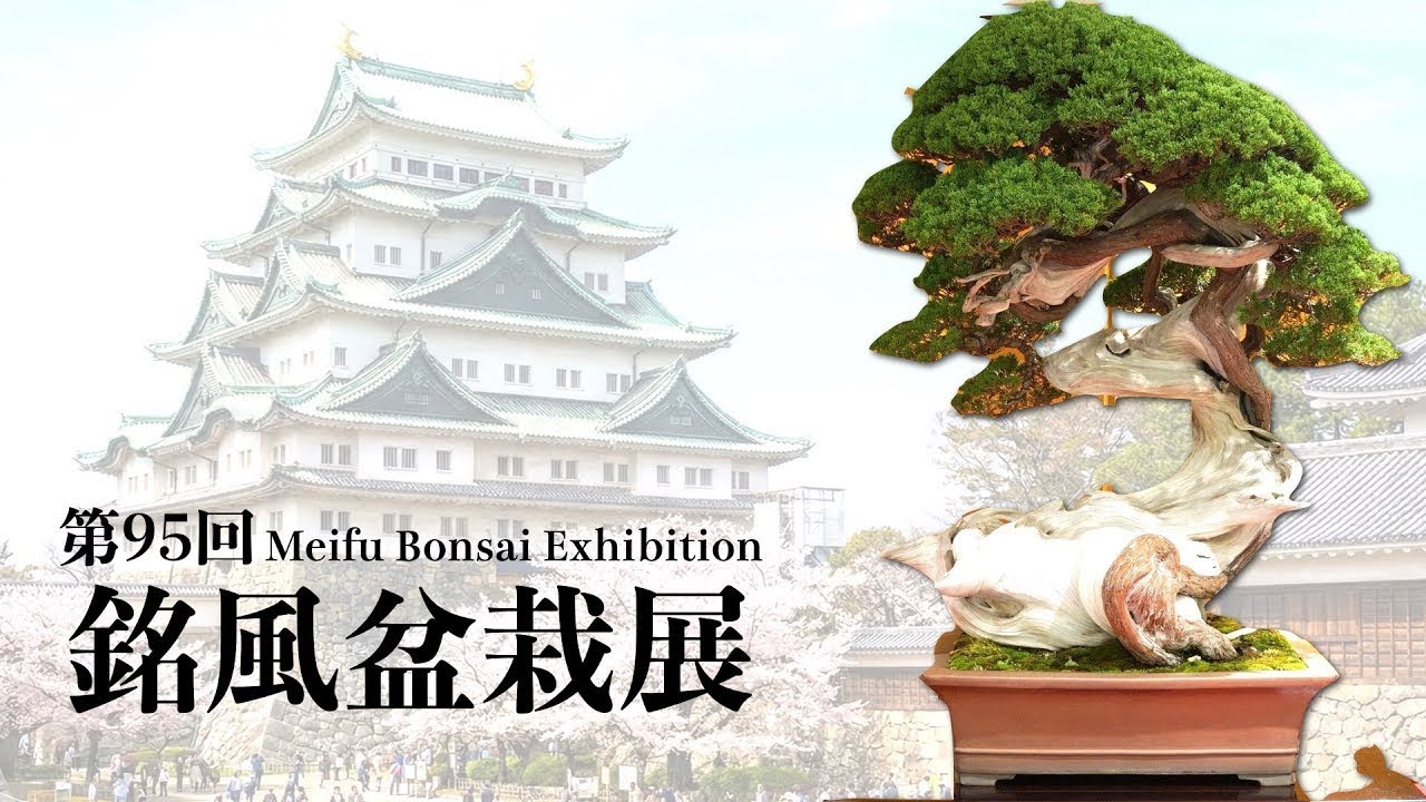 [4K] 第95回 銘風盆栽展