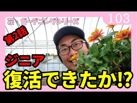 園芸 エレガントなジニア