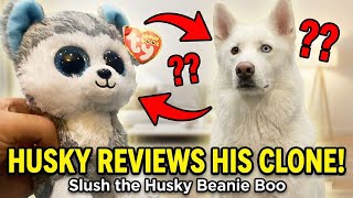 Slush the Husky Beanie Boo Review: Tested by a REAL Dog!