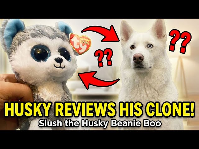 Vídeo relacionado con Ty 36006 - Slush, Husky Beanie Boo peluche, 15 centimetri