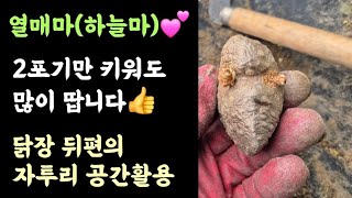 열매마 직파