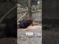 How Beavers Fell Trees Safely: Avoiding Deadly Accidents