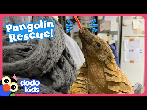 Scaly Baby Pangolin LOVES Piggyback Rides! | Dodo Kids | Rescued!
