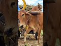 Mattu Pongal Whatsapp Status Tamil 2026 Cow Pongal Status Mattu Pongal Status 2026 Bullock Media