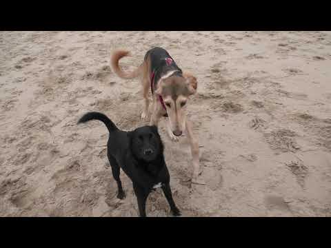 Kuddel, Joschi und Javid  in Action