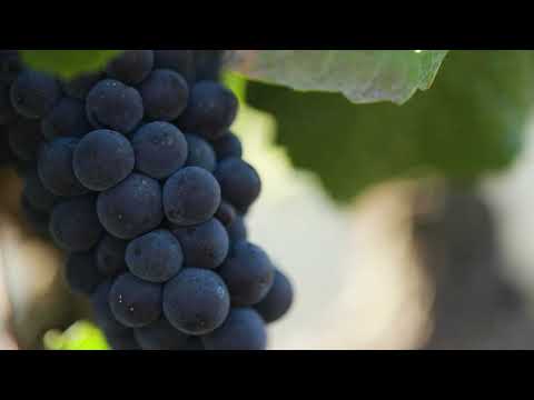 George Menini Estate | Paul Hobbs Winery