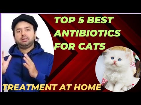 5 Best Antibiotics for persian cats | Benefits and effects | Urdu | Hindi