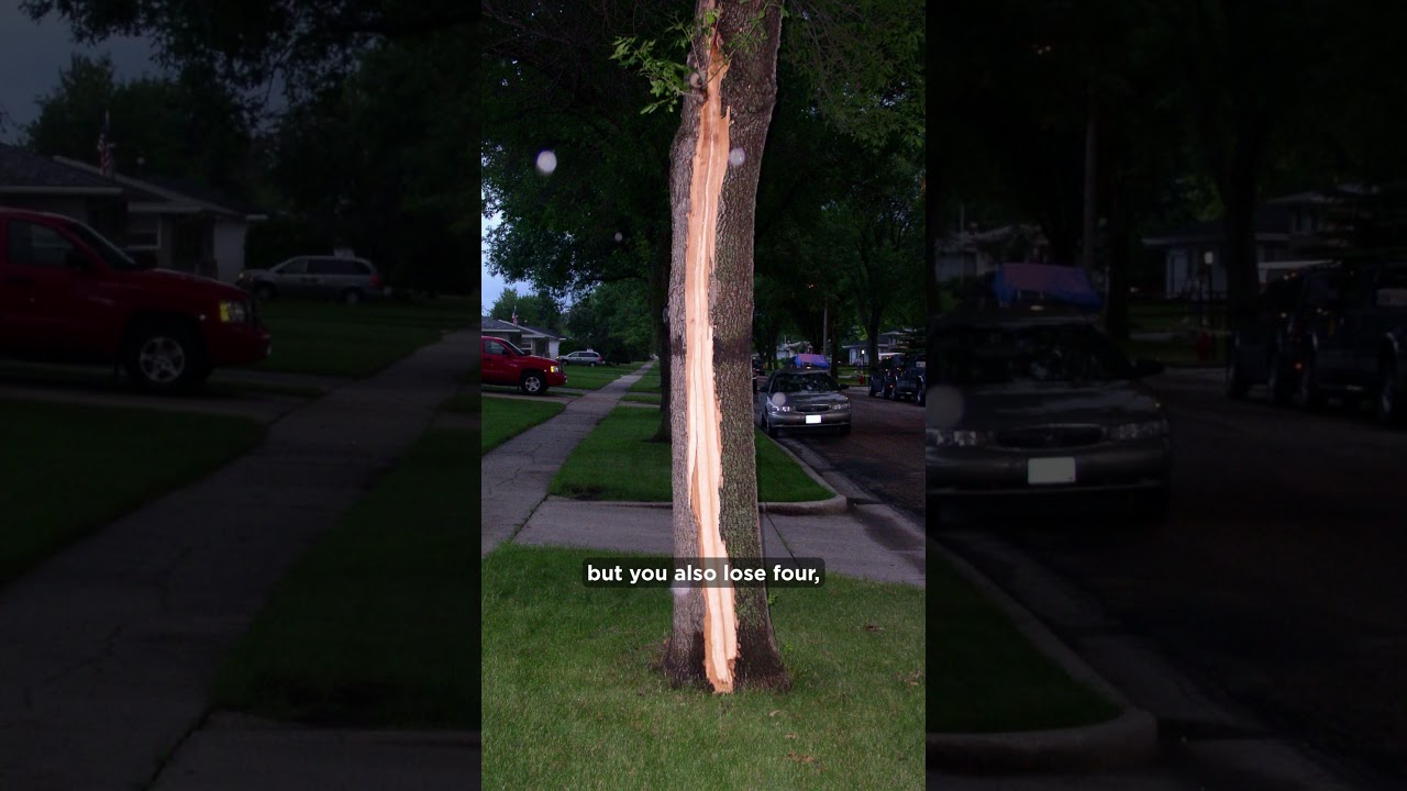 Exploding Trees?! What’s Really Happening in Extreme Cold