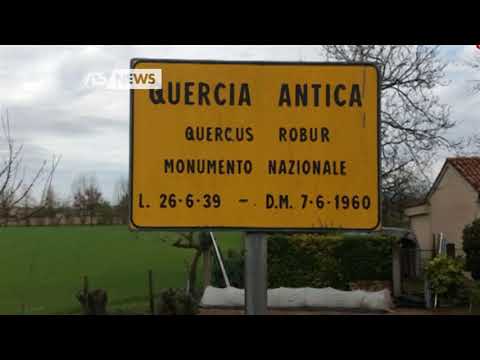 COLPITA DA UN FULMINE, BRUCIA LA QUERCIA SIMBOLO DEL PAESE