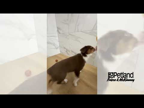 Australian Shepherd - 40267 video preview